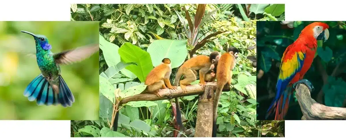 titi monkeys, hummingbird, lapa in tropical garden