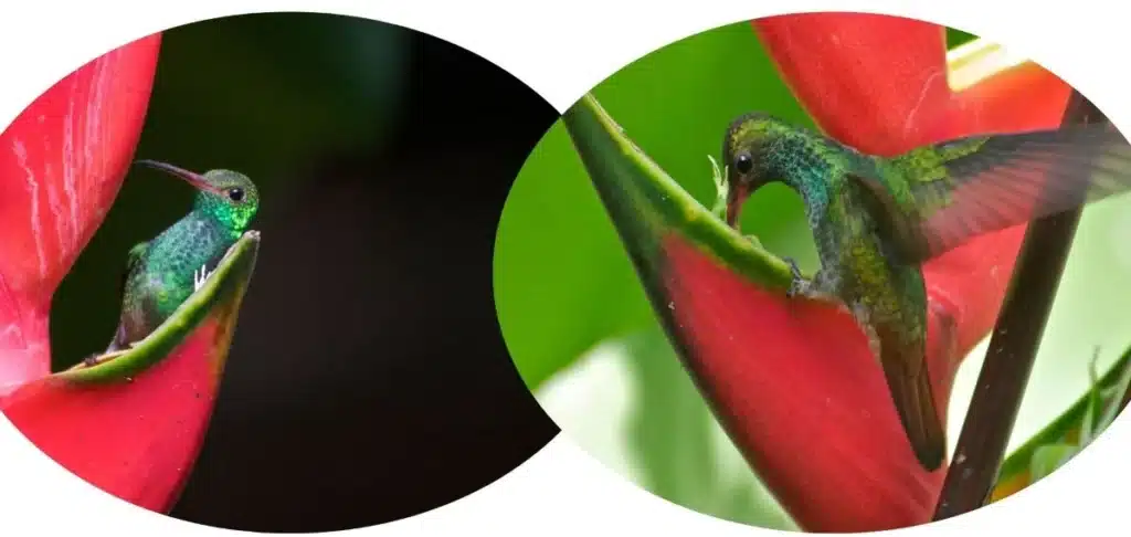 Kolibris Purruja Lodge