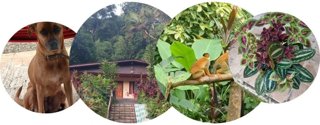 Purruja Lodge tropical garden nature