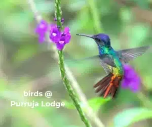 Hummingbirds on the Purruja Lodge - bird garden